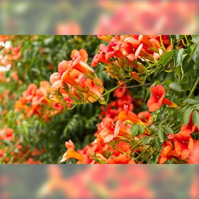 Amerikai trombitafolyondár - Campsis radicans